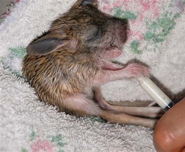 Выкармливание детенышей больших тушканчиков 